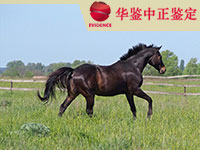 银川马做动物亲子鉴定