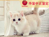 银川猫做动物亲子鉴定